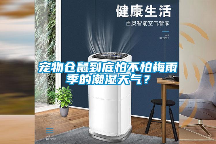 寵物倉(cāng)鼠到底怕不怕梅雨季的潮濕天氣？