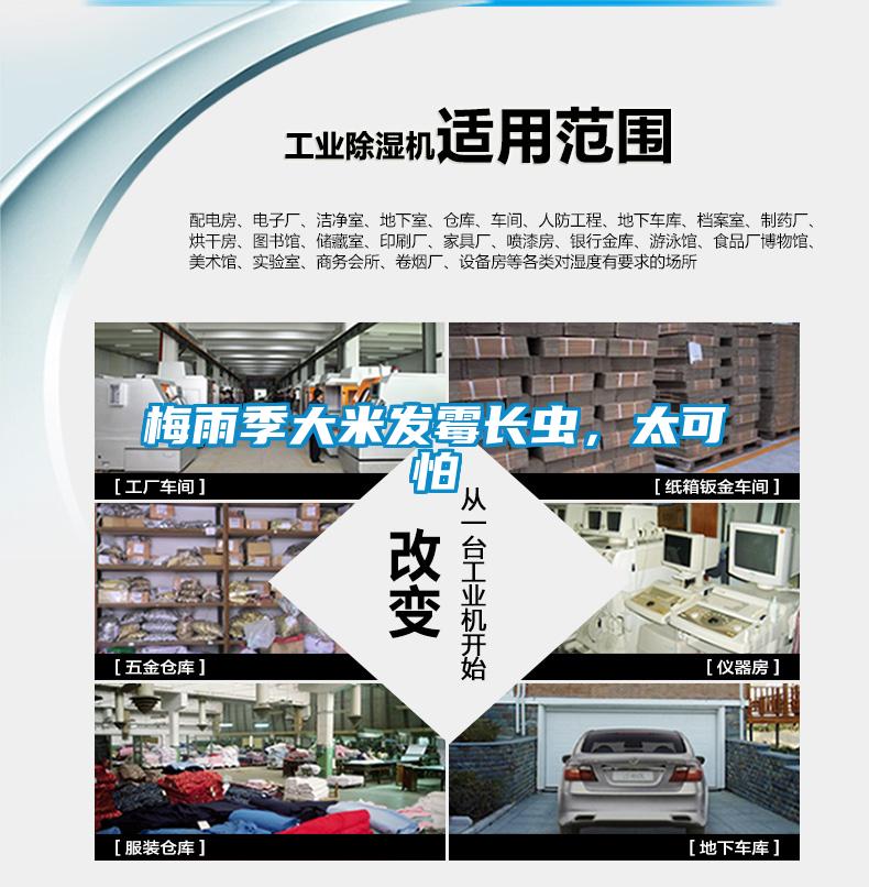 梅雨季大米發(fā)霉長蟲，太可怕