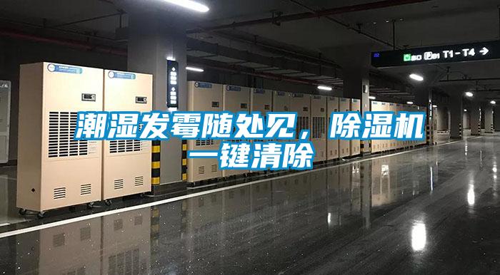 潮濕發(fā)霉隨處見，除濕機一鍵清除