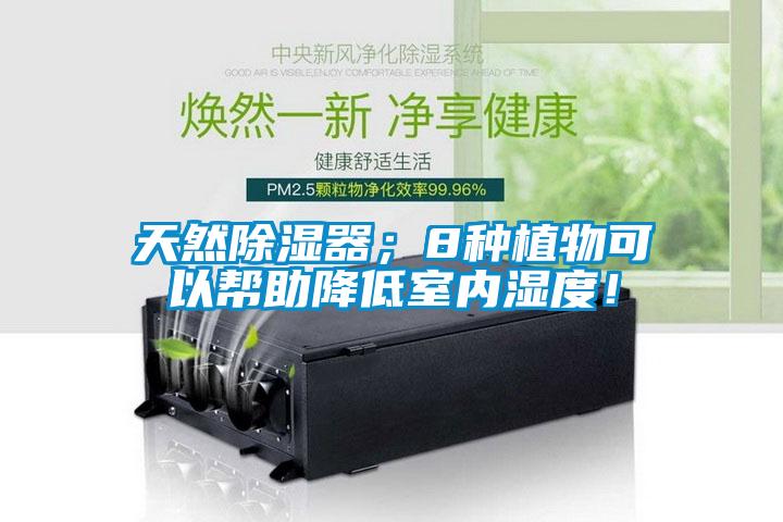 天然除濕器；8種植物可以幫助降低室內(nèi)濕度！