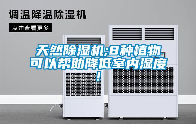 天然除濕機;8種植物可以幫助降低室內(nèi)濕度!