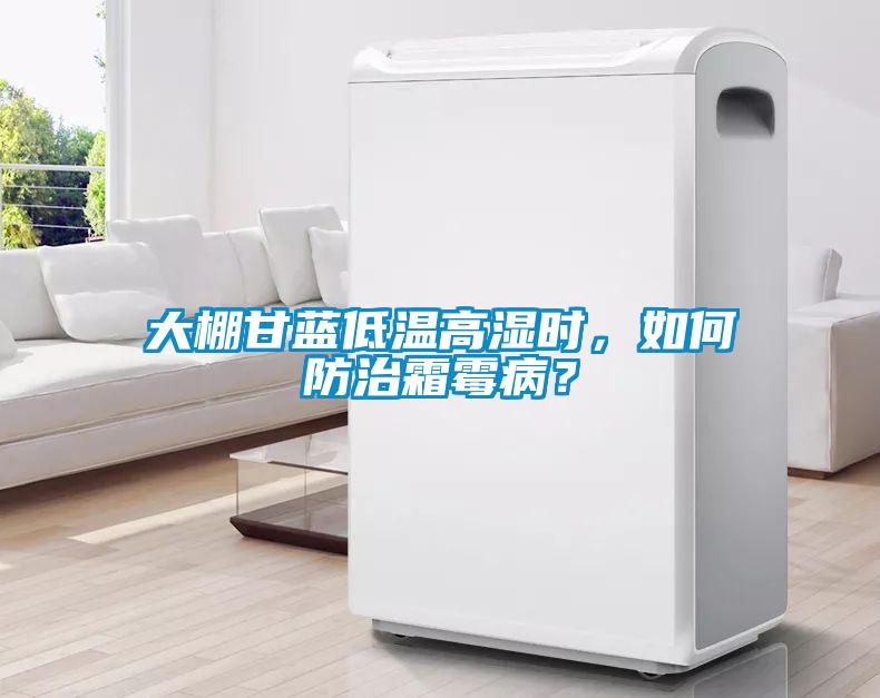大棚甘藍低溫高濕時，如何防治霜霉??？