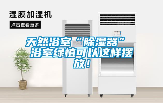 天然浴室“除濕器” 浴室綠植可以這樣擺放！